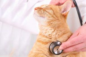 veterinarian with stethoscope is examining cat