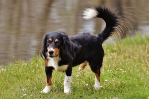 dog standing on grass near about lake