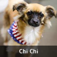 chi-chi_dog