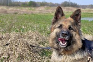closeup german shepherd dog