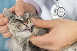 Unrecognizable veterinarian checks the teeth of a cat, close-up