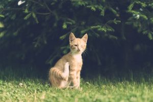 cat itching on ground in outdoor.