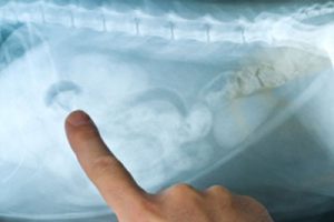 Cat Abdominal X-ray