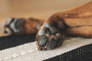 dog-paw