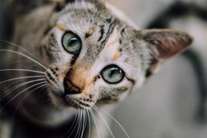 Cat staring at camera on blurred background