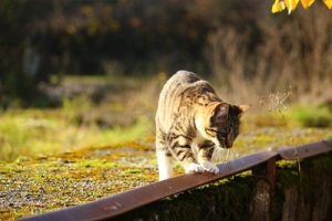cat standing on rock road watching down