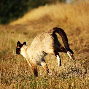 Siamese cat running on yellow grass