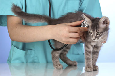 veterinarian with stethoscope is examining cute grey cat