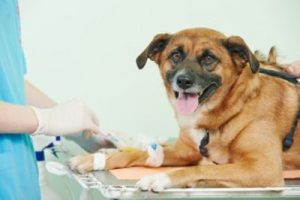 Veterinarian giving injection to dog