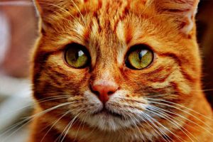 closeup of cat face