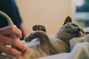 gray cat laser therapy