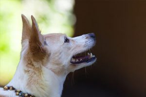 Podenco Canario breed dog facing at other side