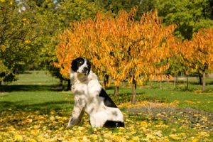 white Australian Shepherd dog sitted in autumn