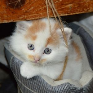 white tabby cat sitted on sofa