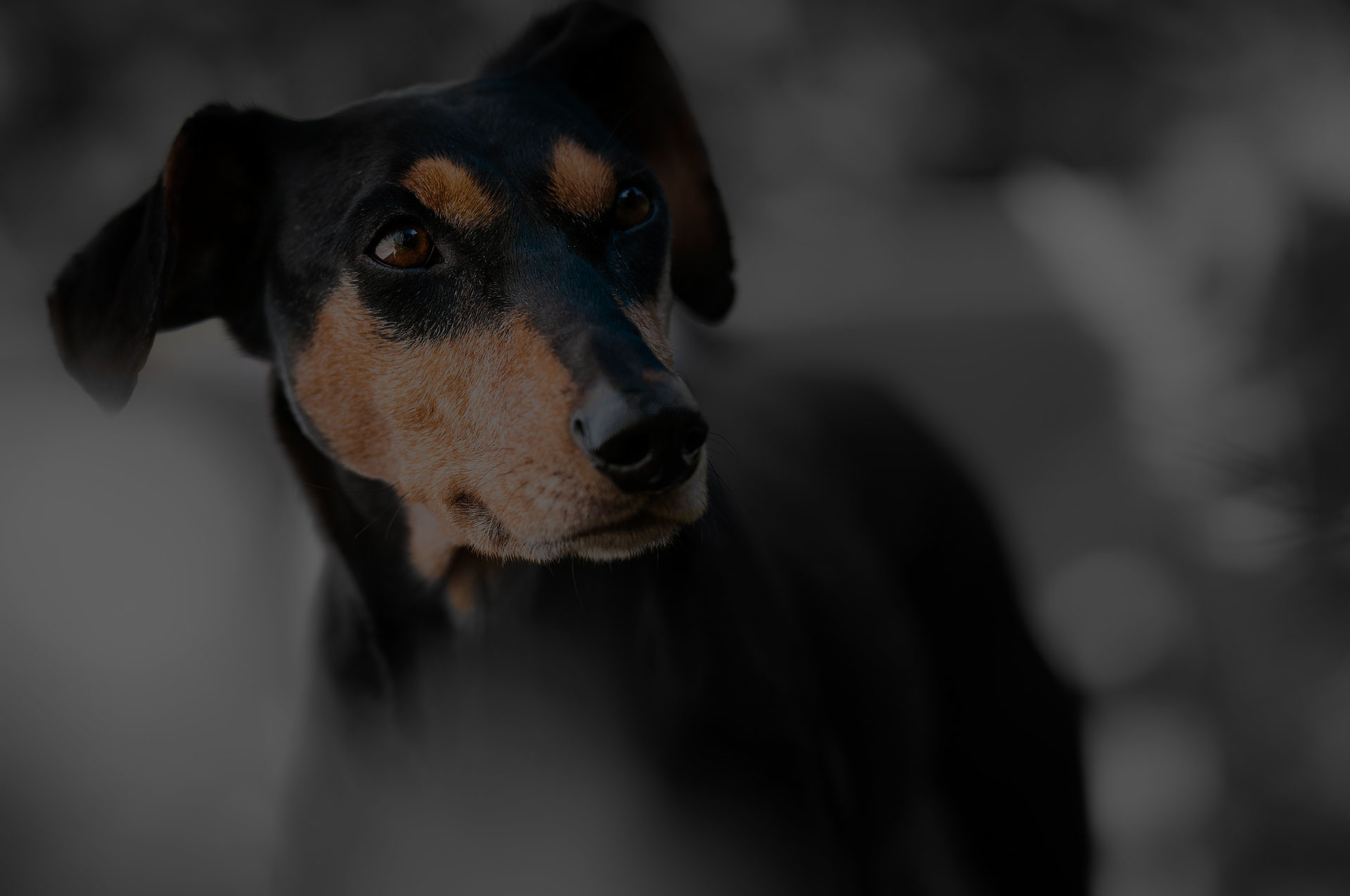 Close-up Portrait of a Dog