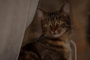 closeup of brown cat