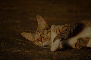 white brown cat laying on floor