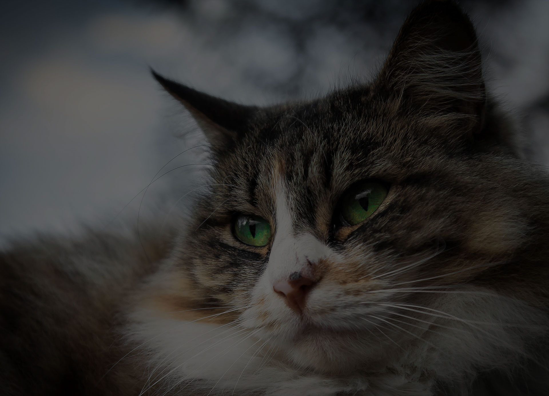 closeup photo of calico cat