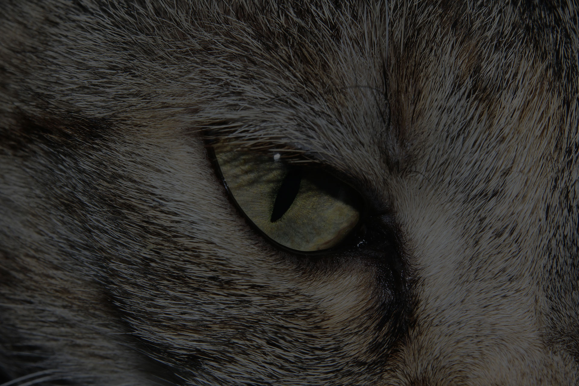 closeup photo of cat eye