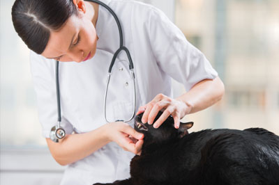 Veterinarian examining teeth of a cat while doing checkup at clinic