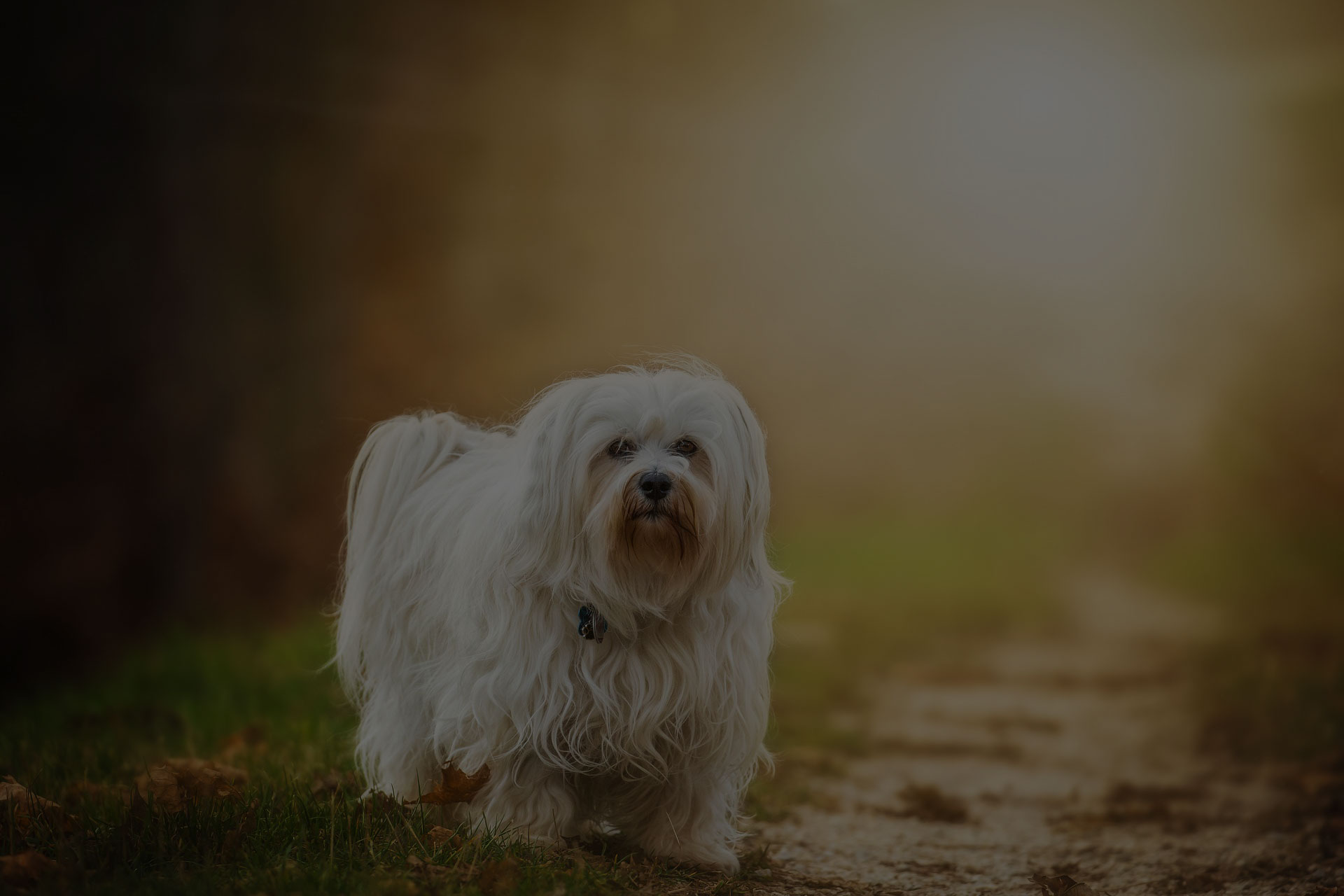 Shih tzu dog on grass, outdoor in sunset