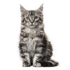 Maine coon kitten in front of white background