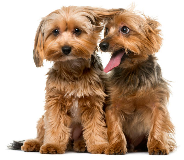 Yorkshire terrier in front of a white background