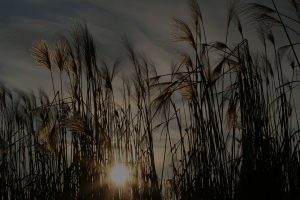 beautiful sunset nature