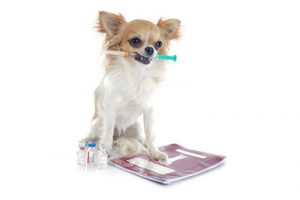 chihuahua and syringe in front of white background